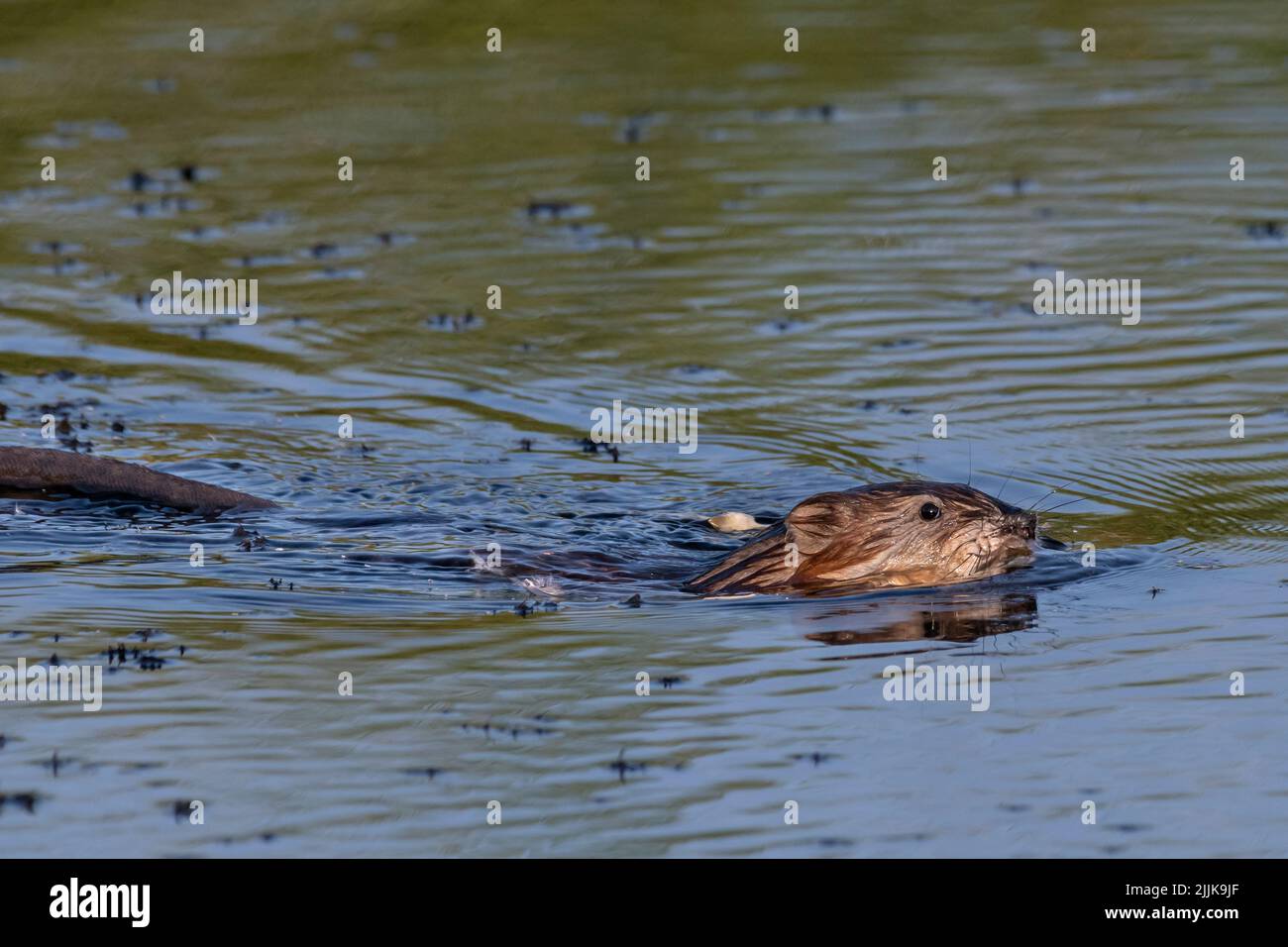 Muskrat (Ondetra zibethicus). Romania Foto Stock