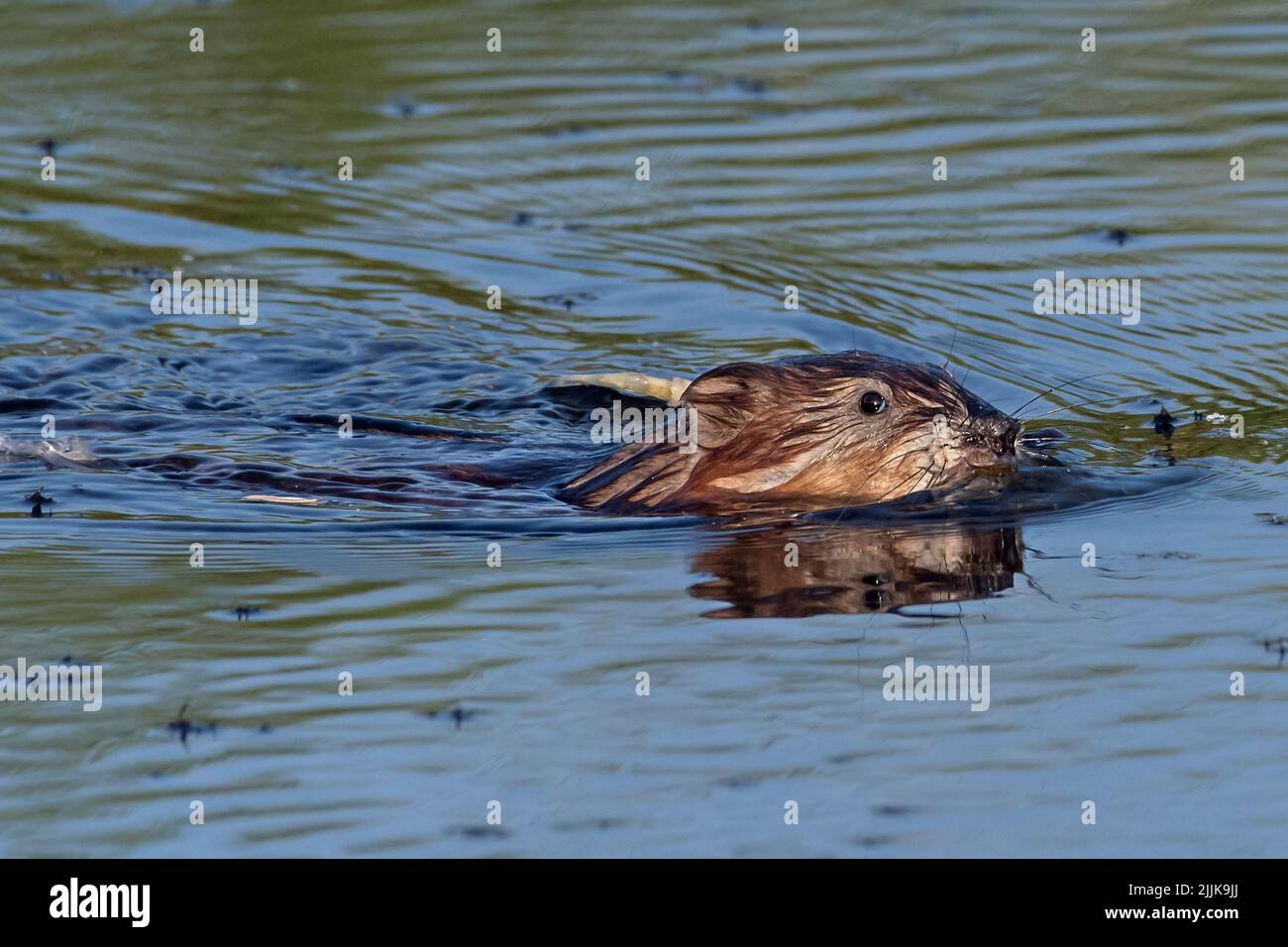 Muskrat (Ondetra zibethicus). Romania Foto Stock