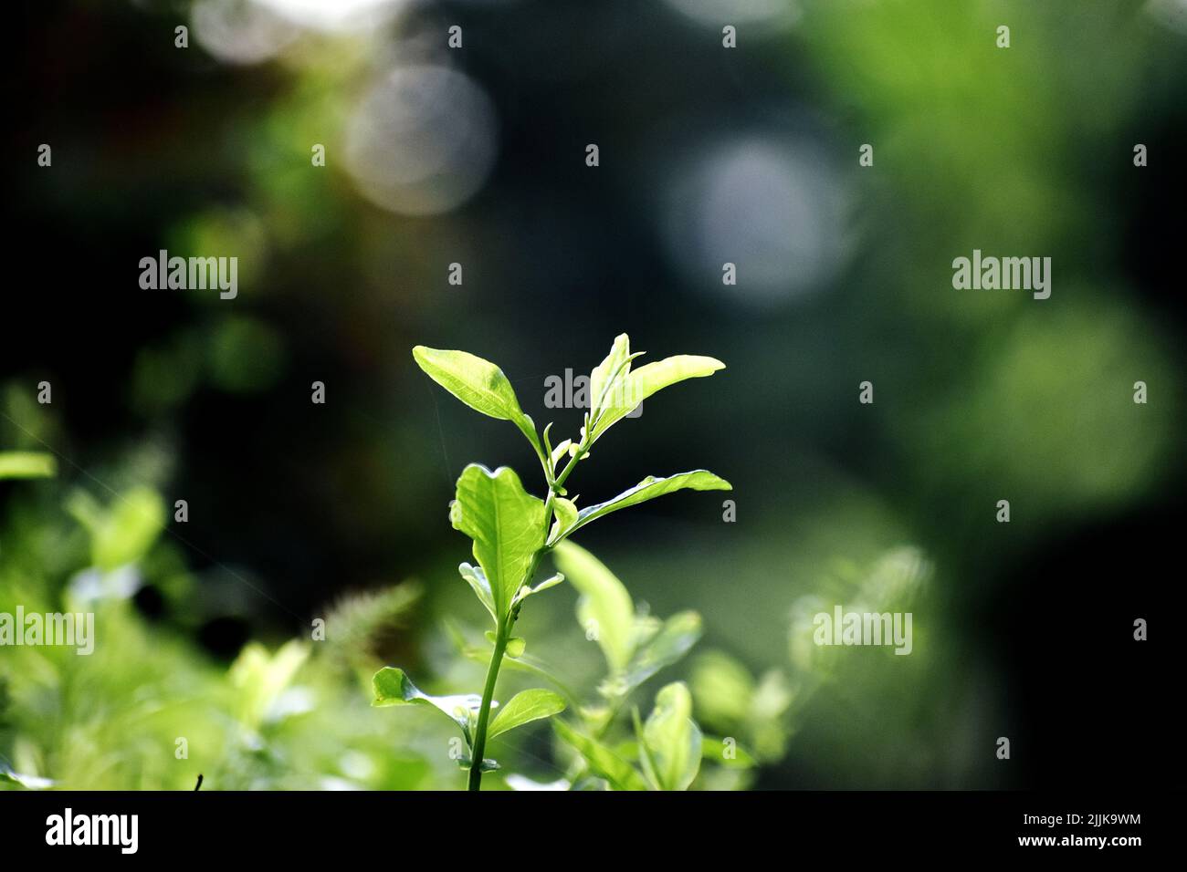 Un primo piano di giovani tiri di un albero alla luce del sole su uno sfondo sfocato Foto Stock