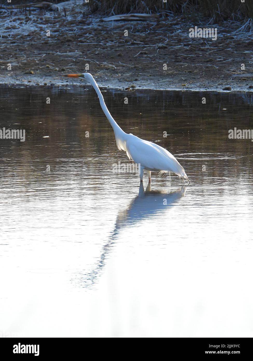 Una grande egretta orientale che riposa sulla riva del lago Foto Stock