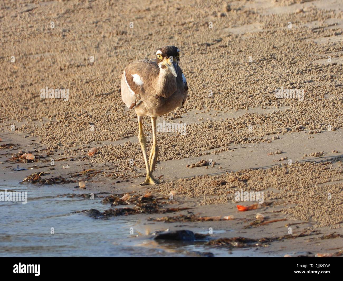 Un primo piano di un cordolo di pietra da spiaggia poggiato sulla riva del mare Foto Stock