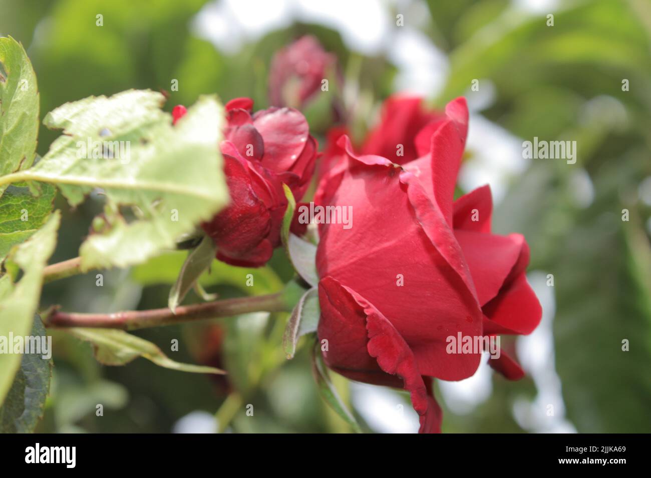 Macrofotografia Rosebodes. L'estate fiorisce in primo piano. Rose rosse in giardino. Petali di fiori rossi. Sfondo verde. Simbolico dei fiori. Amore. Foto Stock