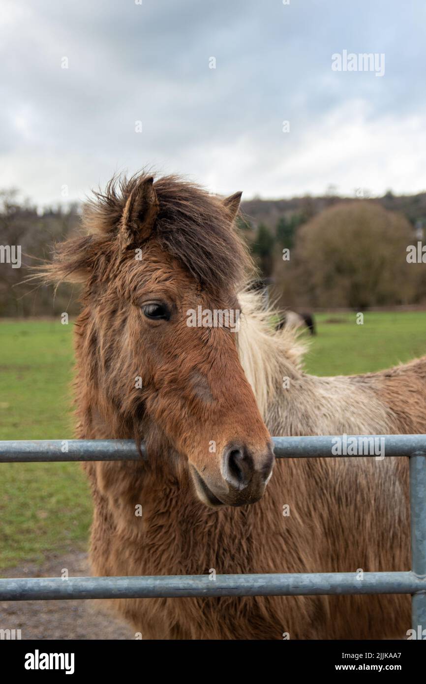 Cavallo robusto marrone con sintomi ppid (spargimento irregolare) Foto Stock