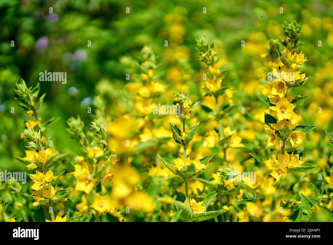 un primo colpo di fiori di tuorla su sfondo blured Foto Stock