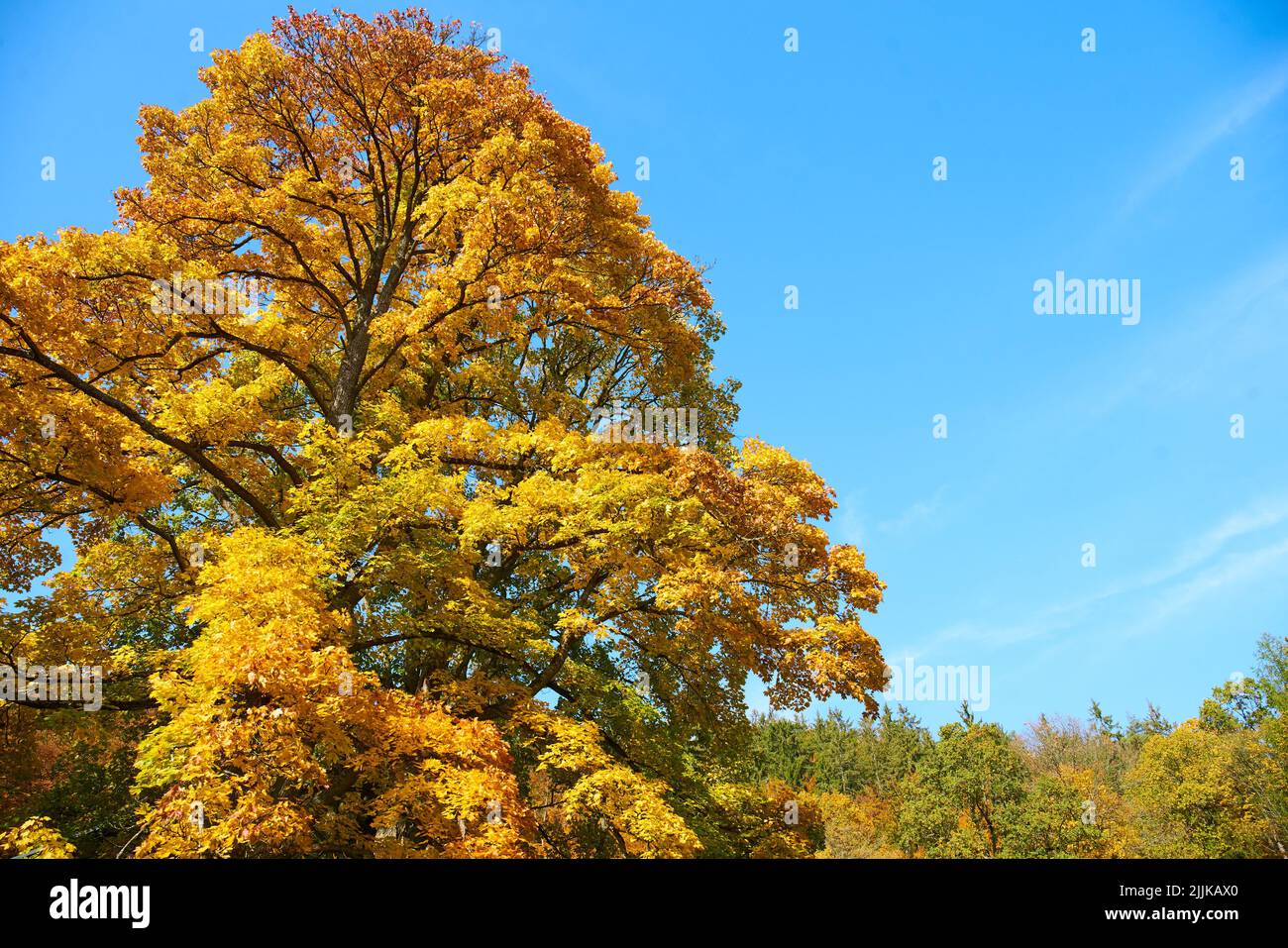 Una bella vista di un paesaggio autunnale con alberi a Hvar, Croazia Foto Stock