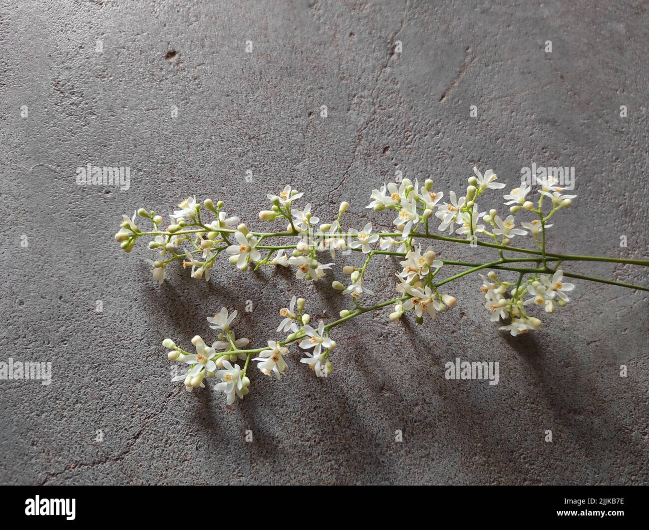 Vista del ramo di albero neem con fiori bianchi su una superficie di cemento Foto Stock