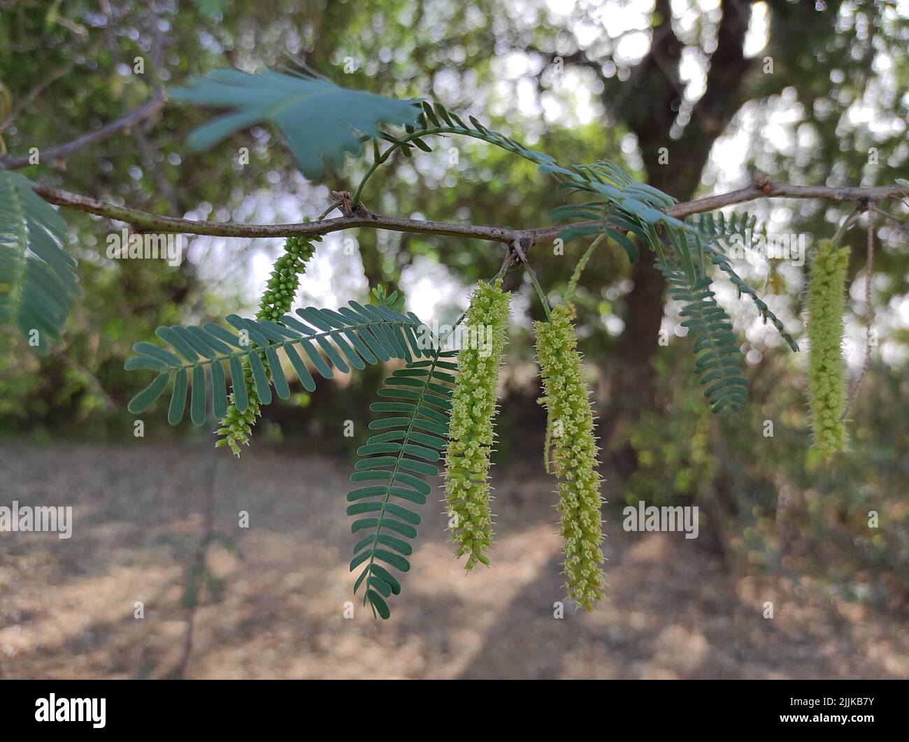 Un Closeup corto di Jungli Kikar frutta e lasciare albero Foto Stock