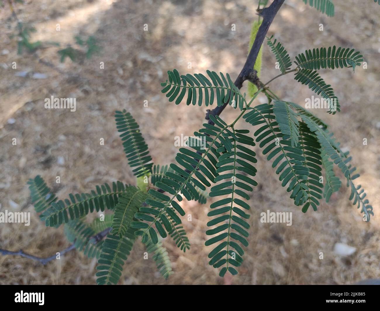 Un Closeup corto di Jungli Kikar frutta e lasciare albero Foto Stock