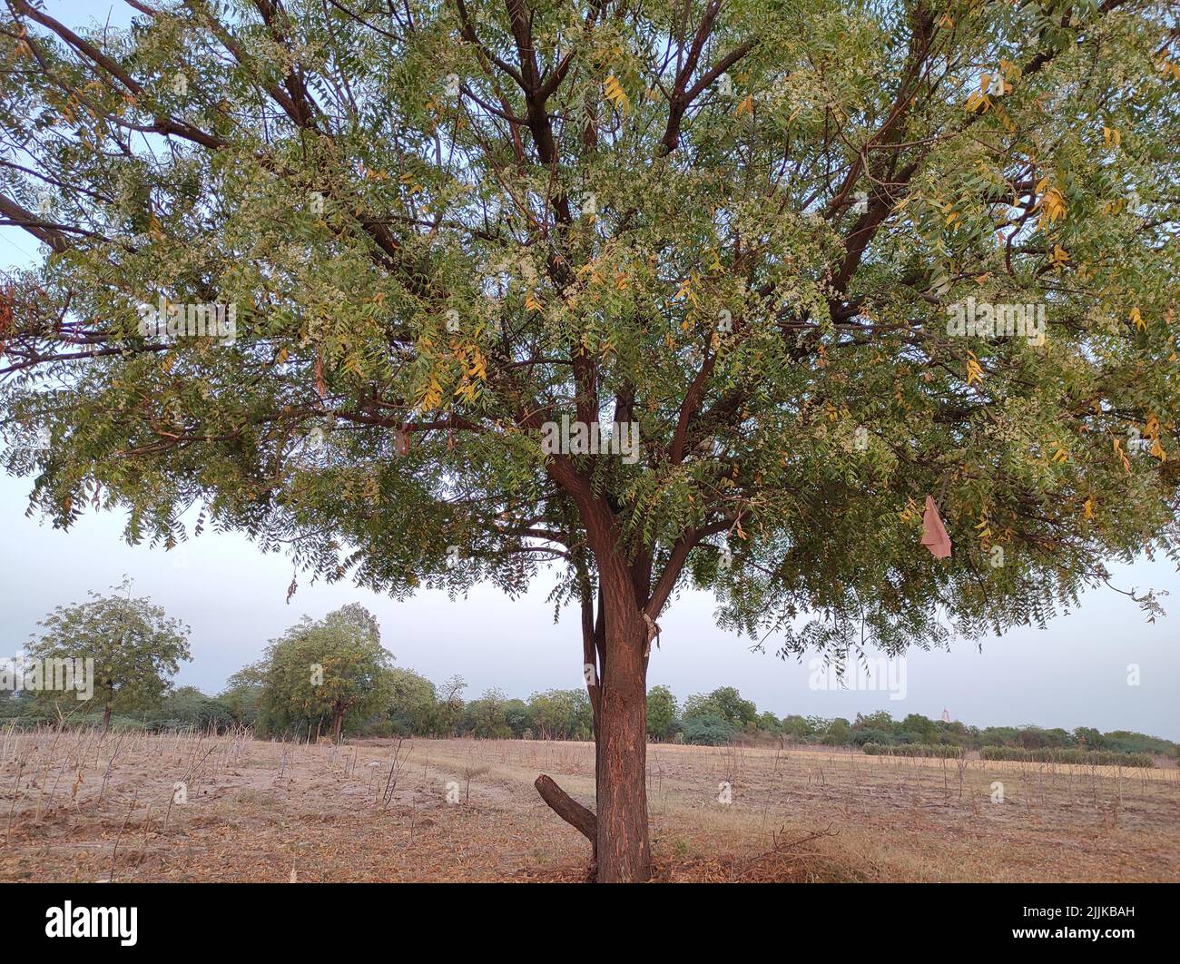 Una vista di un albero neem nella sua piena fioritura che cresce all'esterno in una zona piana con rami sparsi Foto Stock