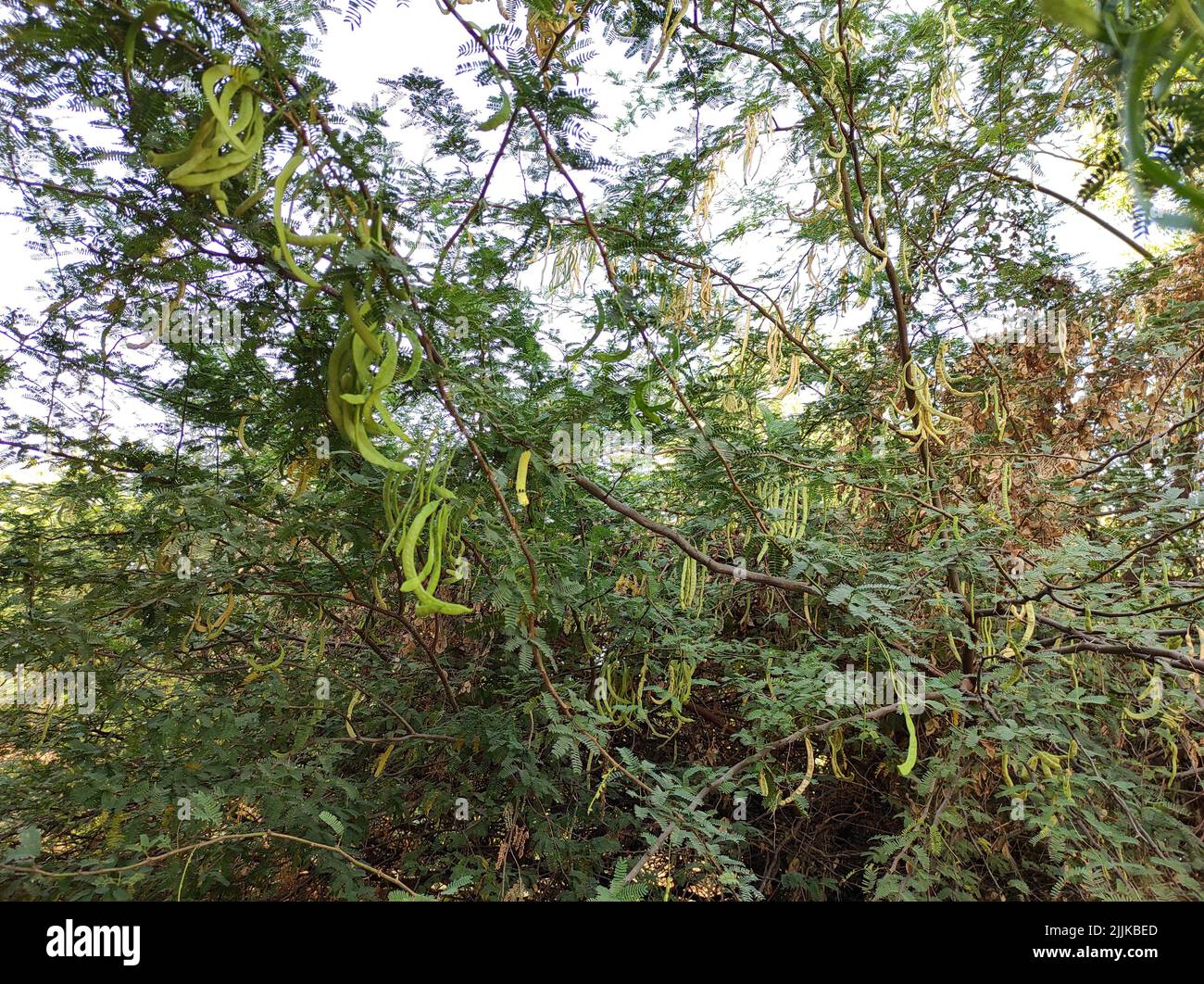 Un closeup Shot di Jungli Kikar frutta e lasciare albero Foto Stock