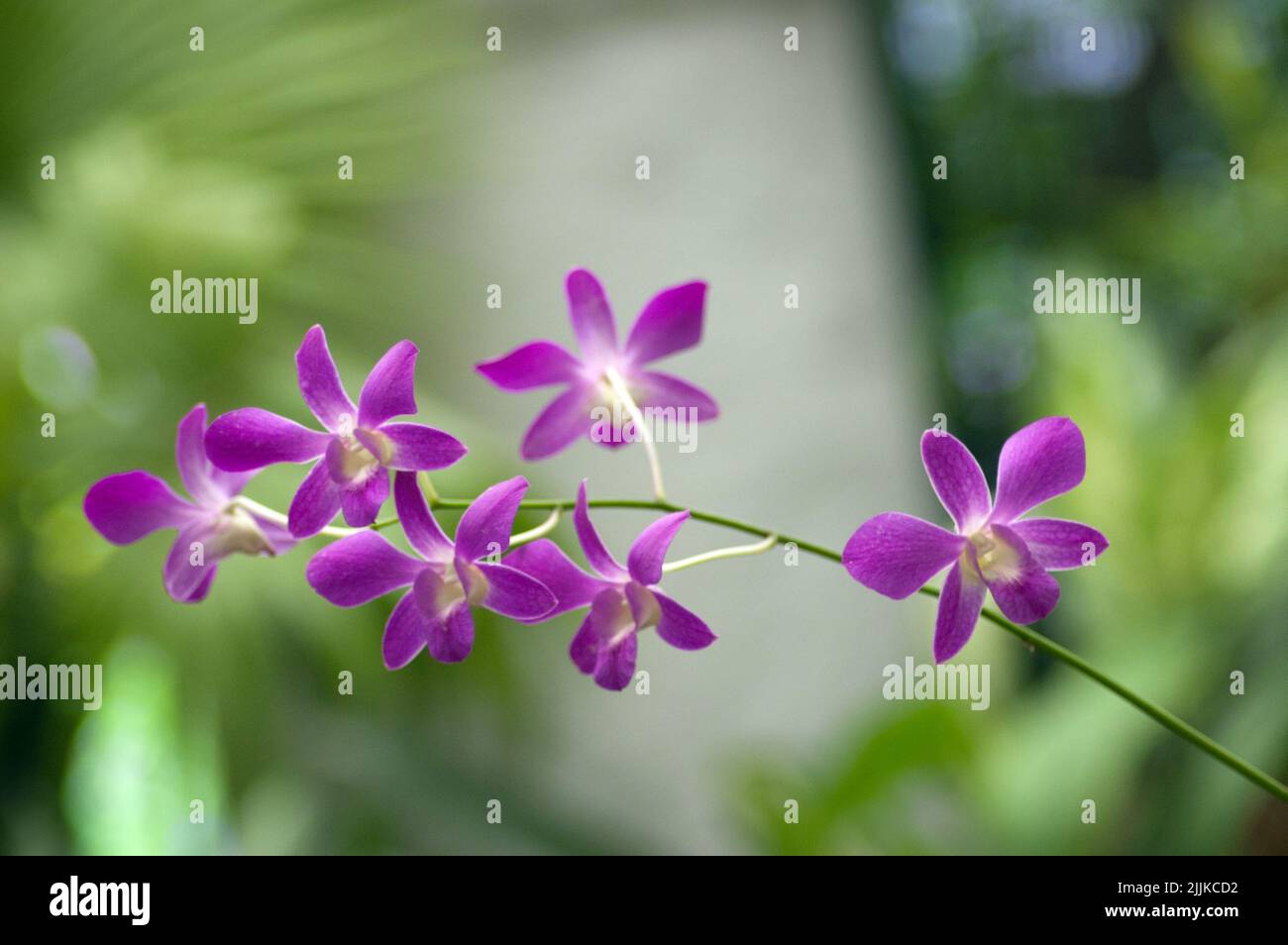 Un primo piano di orchidee viola Cooktown su uno sfondo verde sfocato Foto Stock