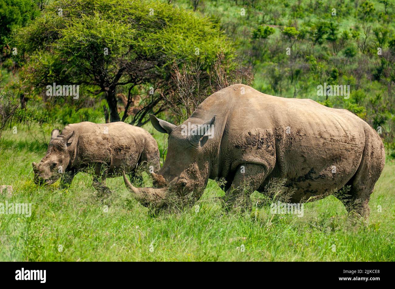 Primo piano di Rhinoceros selvaggi nella riserva di gioco del Sudafrica Foto Stock