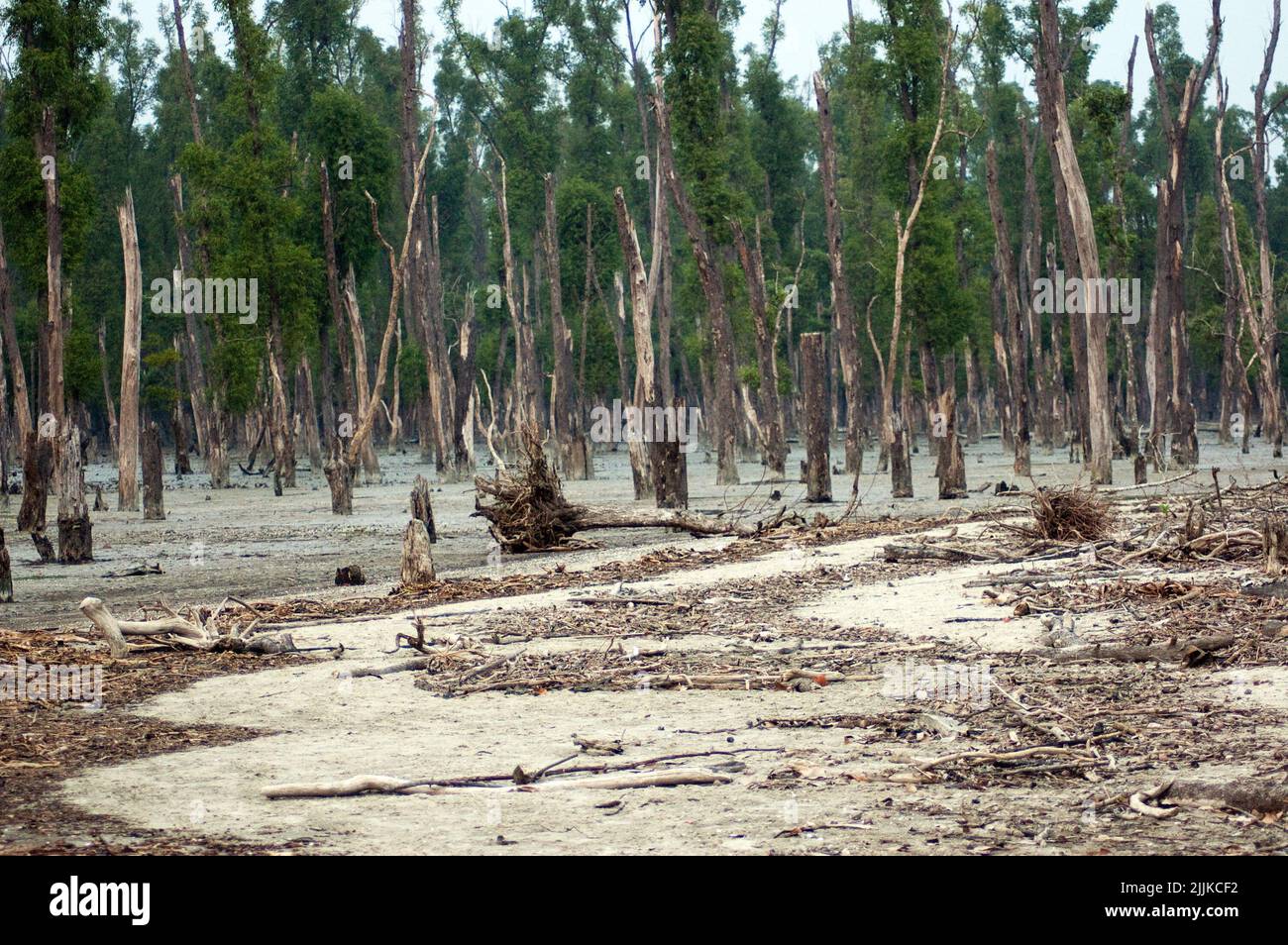 I Sunderbani devastati dal ciclone Foto Stock