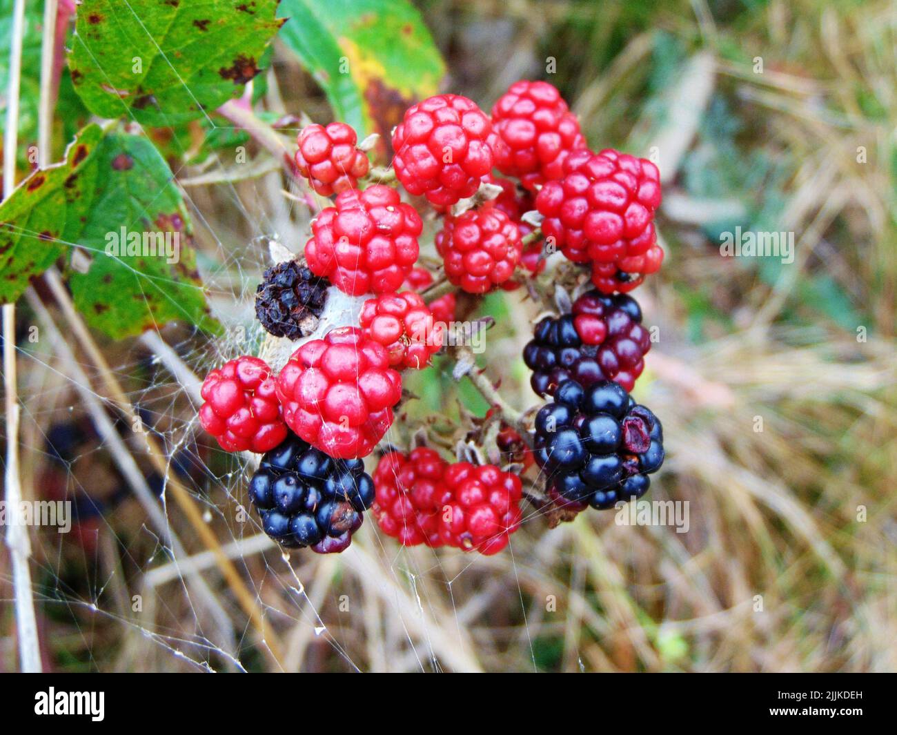 Un primo colpo di rosso selvatico e mirtilli nella foresta Foto Stock