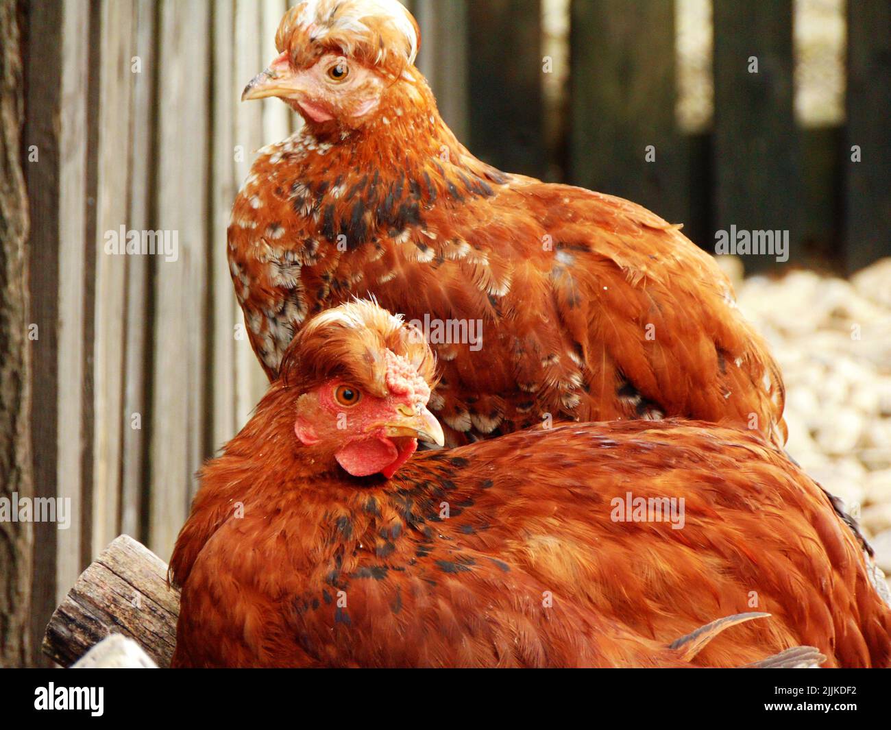 Un primo colpo di polli in fattoria a Maramures Foto Stock