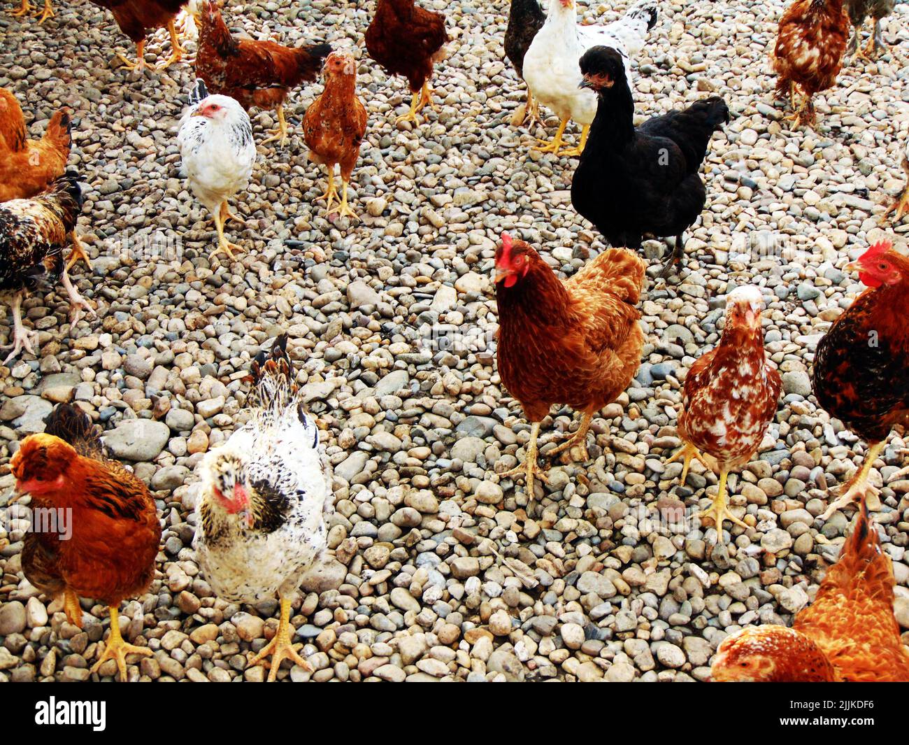 Un primo colpo di polli in fattoria a Maramures Foto Stock