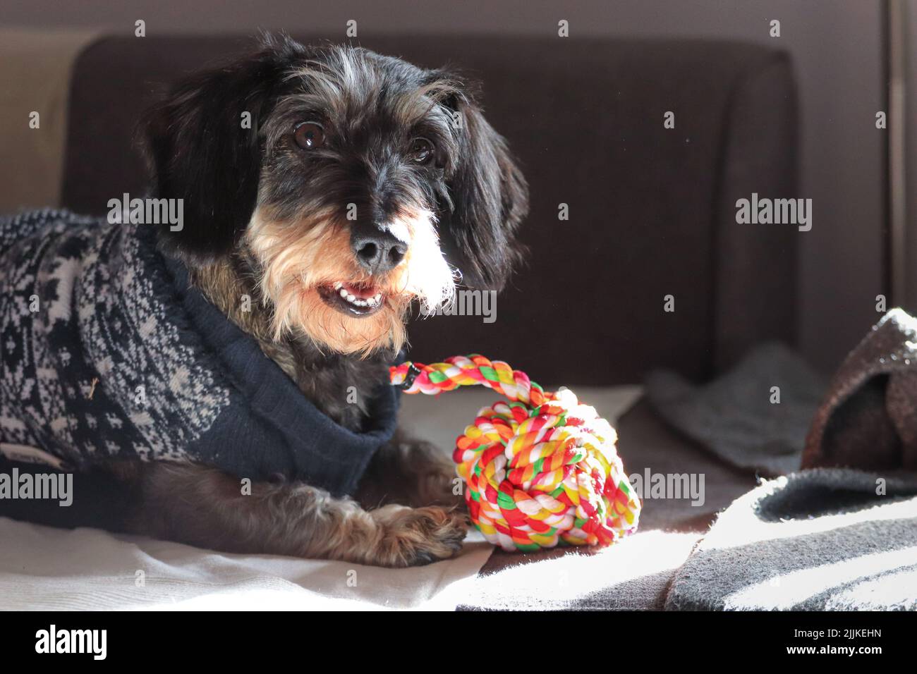Ritratto a primo piano di un cane Dachshund che indossa un maglione adagiato su un divano Foto Stock
