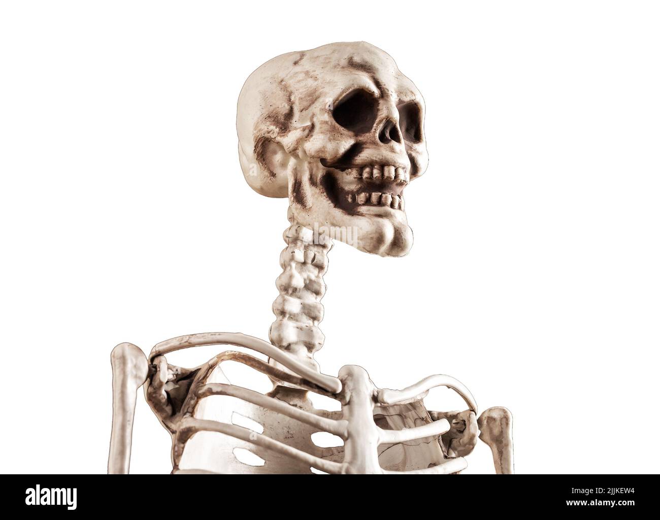 Scheletro umano isolato su sfondo bianco. 3d modello per scopi didattici. Cranio, vertebra, scapola, clavicola. Halloween giorno, horror, anatomia concetto. Foto di alta qualità Foto Stock