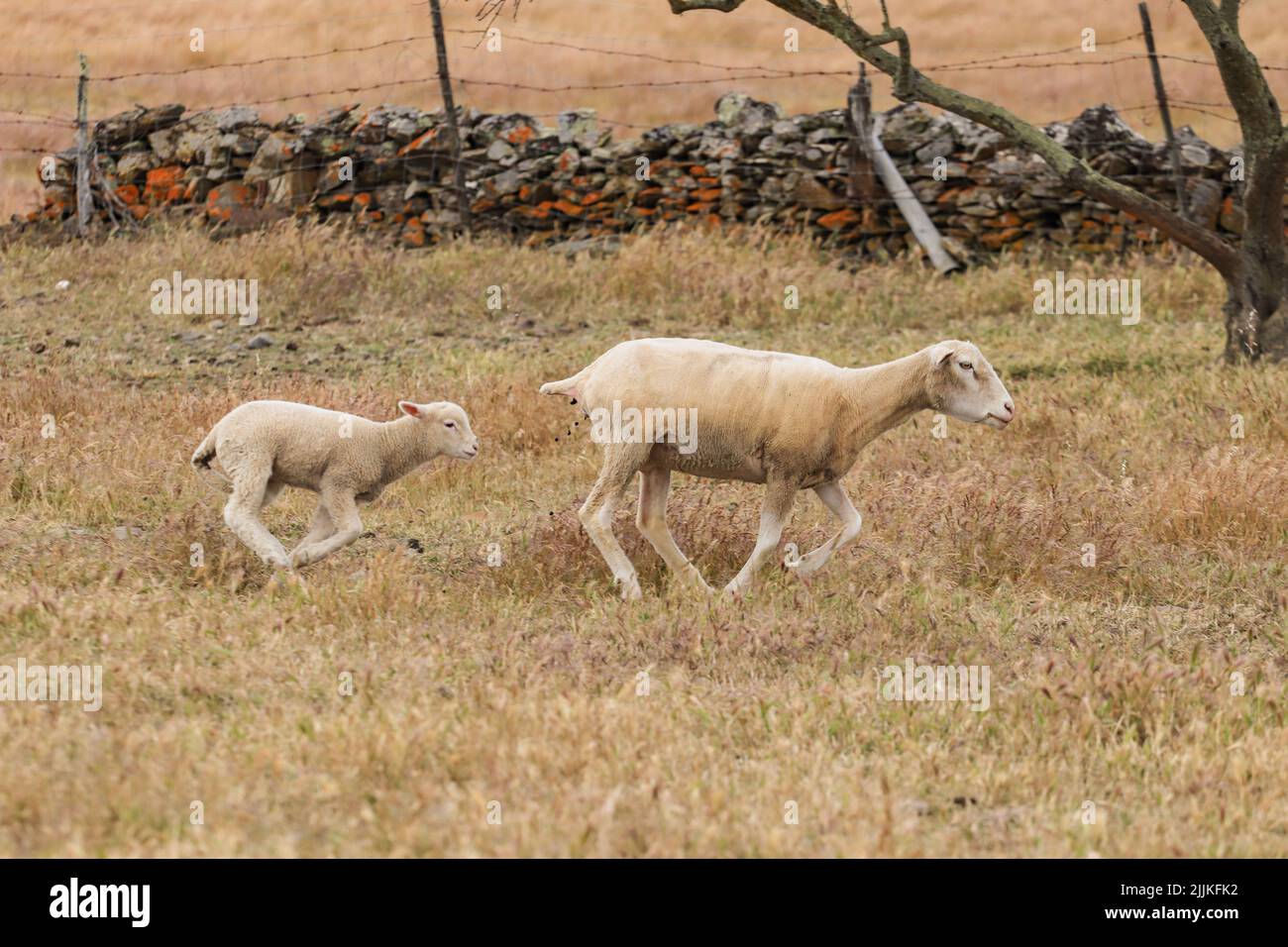 Un fuoco selettivo di due pecore Wiltipoll a metà corsa Foto Stock