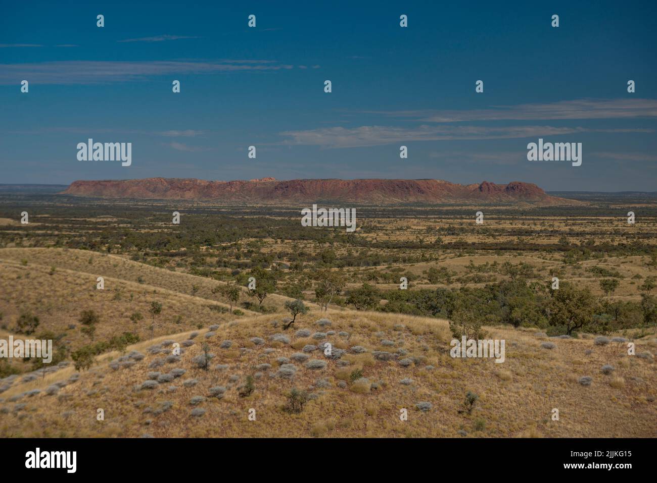 Un bel colpo di alberi che crescono sulle colline sullo sfondo di un paesaggio selvaggio. Foto Stock