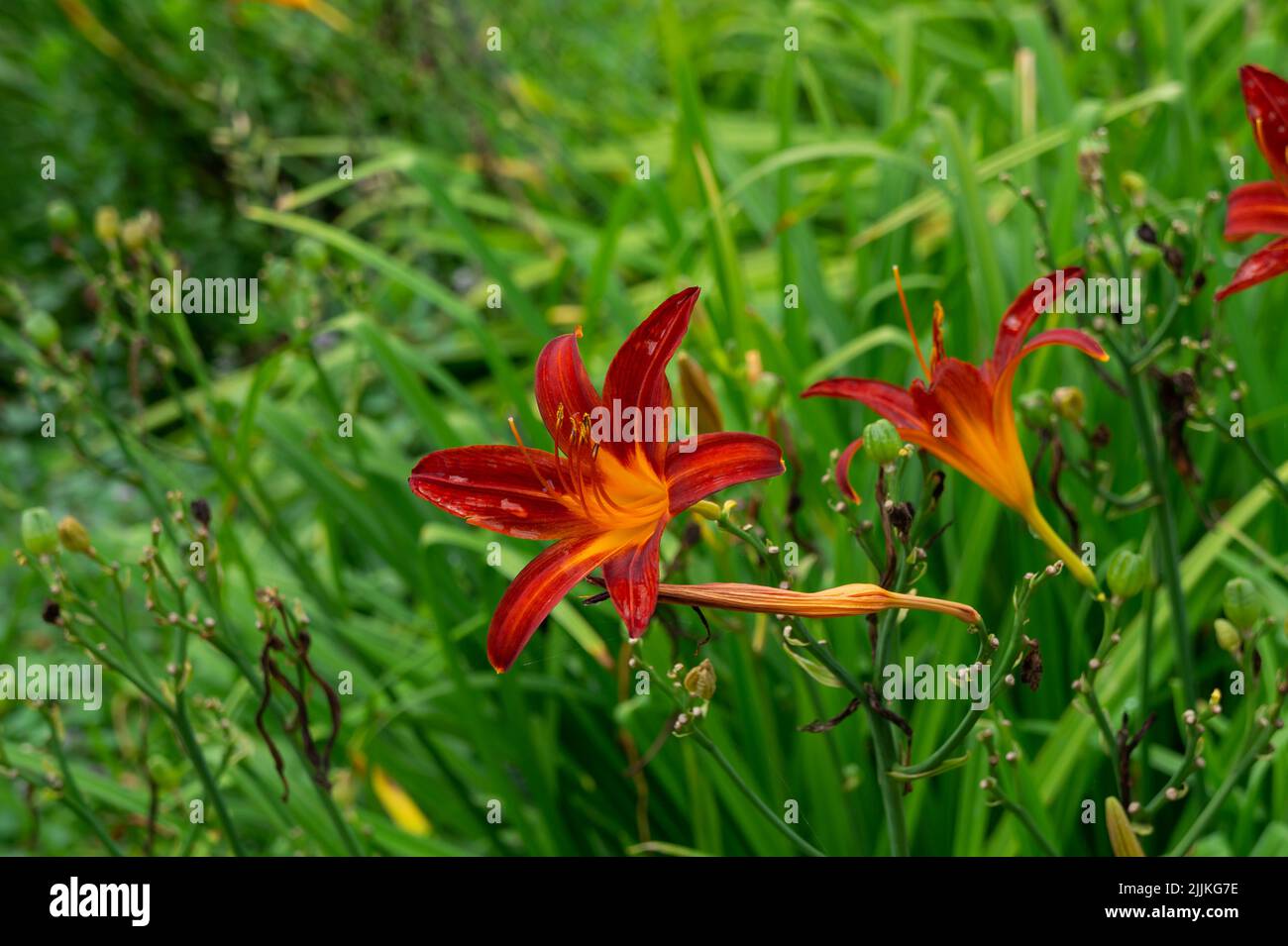 Un primo piano di fiori di colore giallo-marrone di Daylily Foto Stock