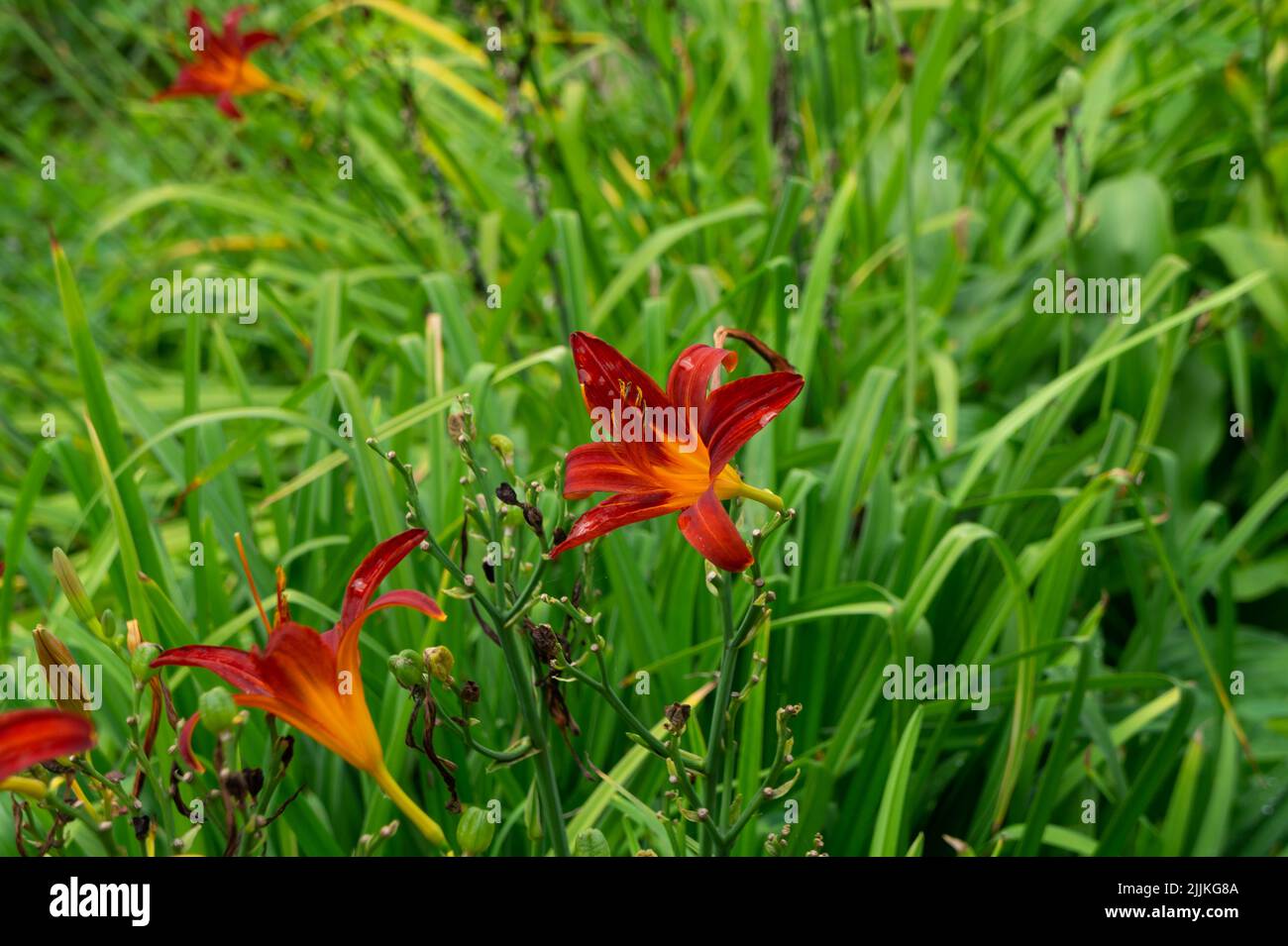 Un primo piano di fiori di colore giallo-marrone di Daylily Foto Stock