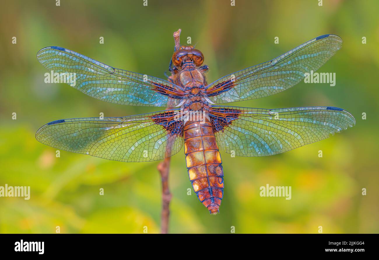 Primo piano di una donna di dragonfly Chaser di corpo ampio. Nome scientifico Libellula depressia in pieno sole, riposante su un posatoio Foto Stock