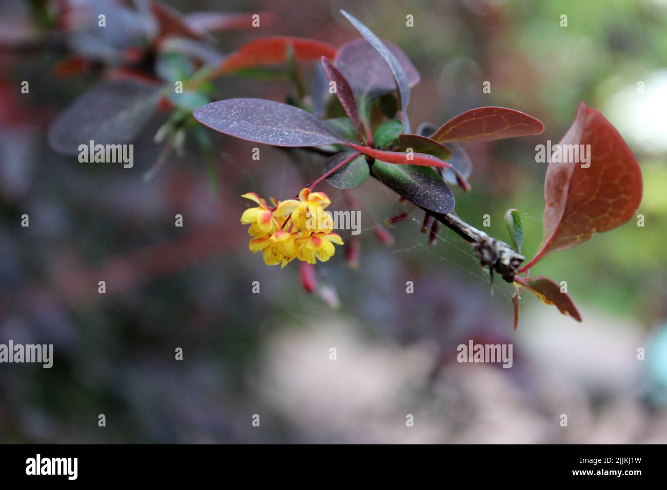 Un'inquadratura poco profonda di germogli di bacche giapponesi che sbocciano in giardino in una giornata di sole con sfondo sfocato Foto Stock