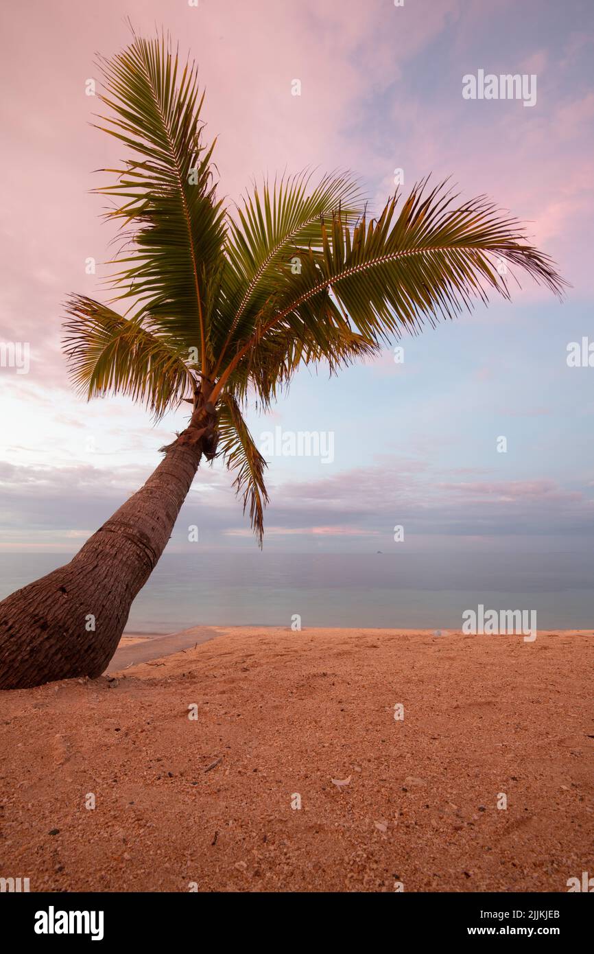 Un colpo verticale della palma appoggiata verso la costa durante il tramonto Foto Stock