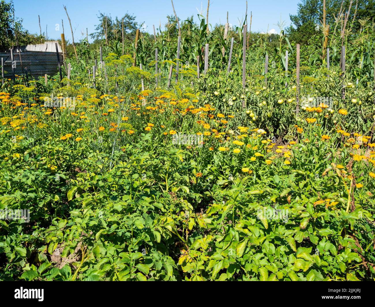 verde casa giardino con aiuole in villaggio nella soleggiata giornata estiva Foto Stock