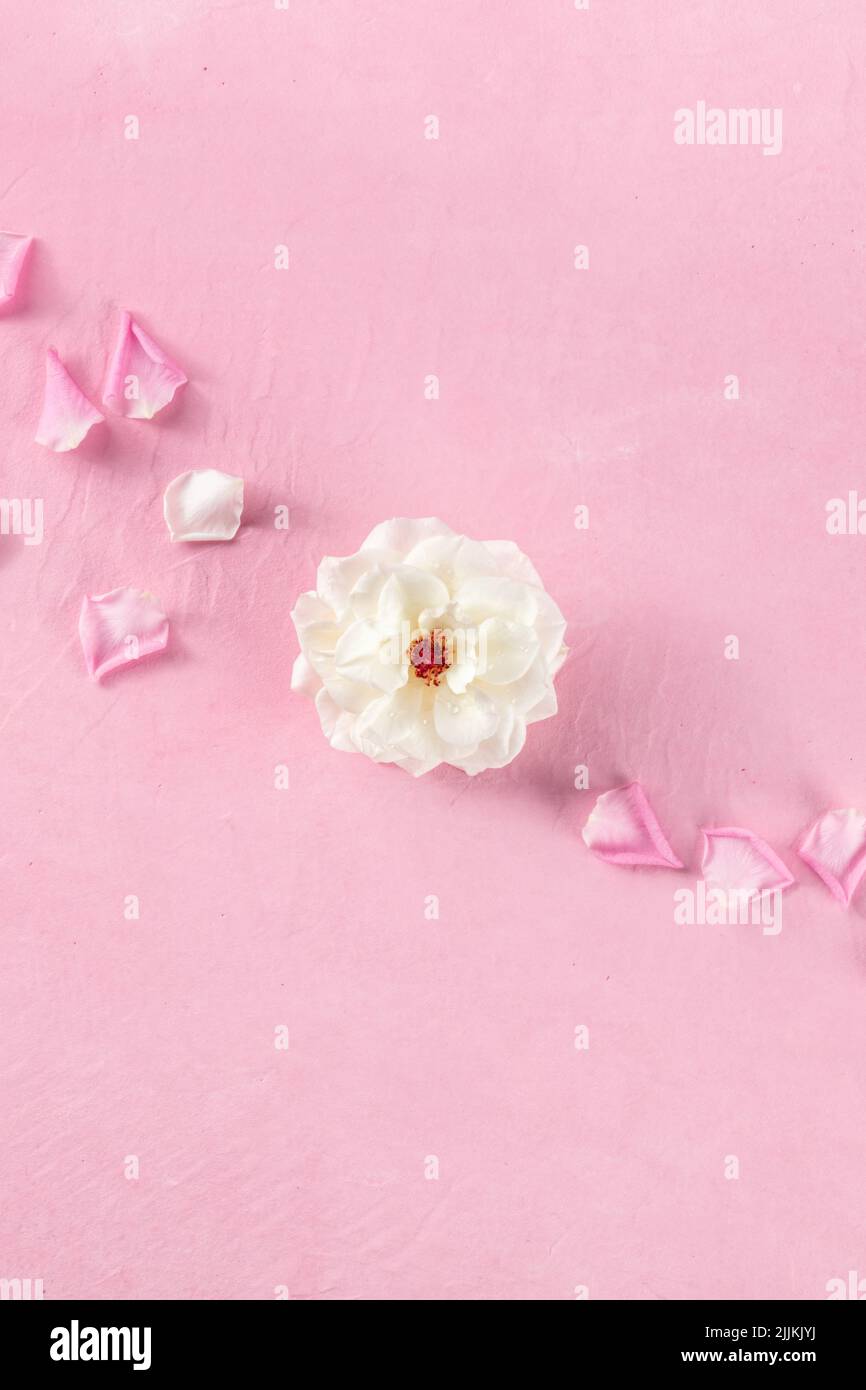 Banner floreale con rose e petali, girato dall'alto su un tavolo rosa con spazio copia, sfondo romantico con fiori freschi, modello di design Foto Stock