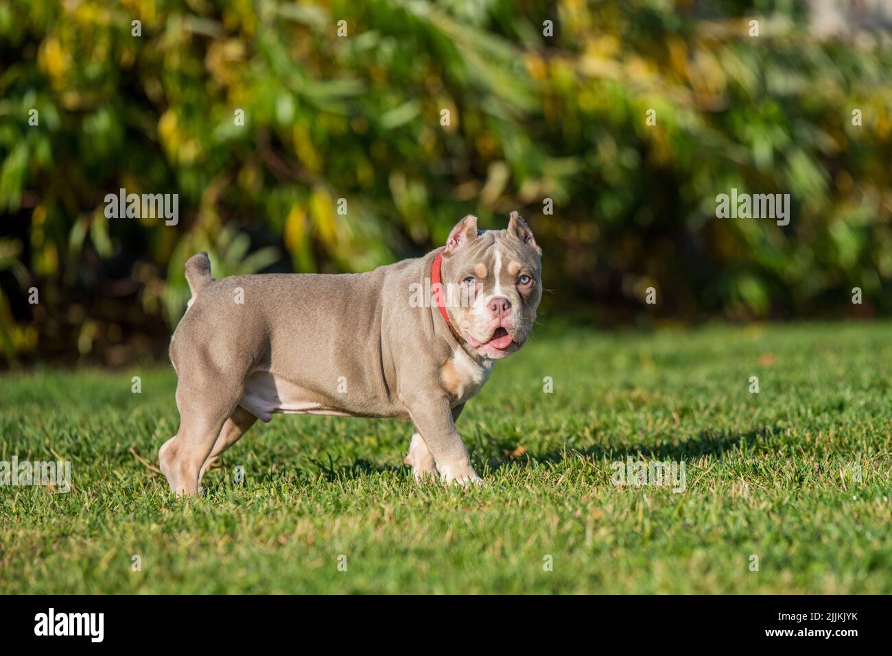 Una tasca Lilac colore maschio American Bully cucciolo cane è a piedi. Foto Stock