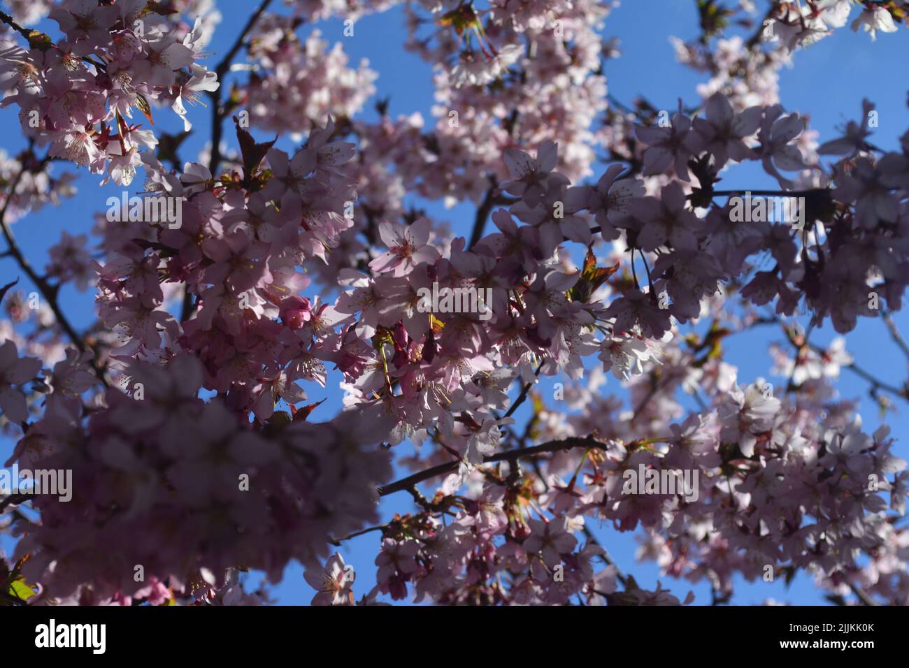 I bellissimi fiori rosa sakura Foto Stock