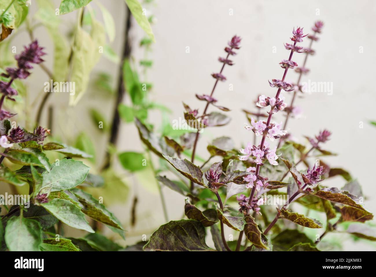 Un macroscopio di piccoli fiori viola di basilico - ocimums, nel giardino Foto Stock