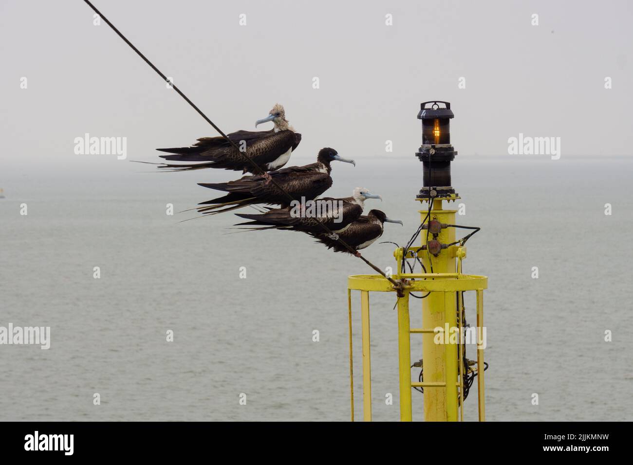 Grandi uccelli seduti su navi mastino. Uccello famiglia seduto su nave albero. Foto Stock