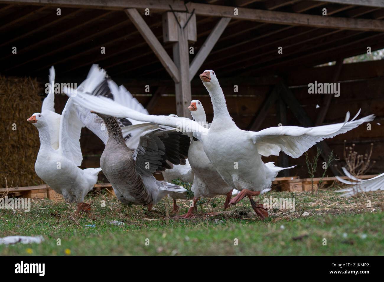 Il gregge di oche domestiche nella fattoria Foto Stock