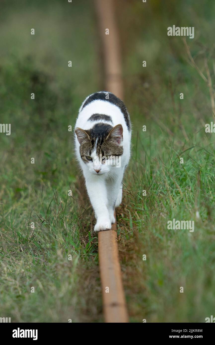 Un gatto carino in natura durante il giorno Foto Stock