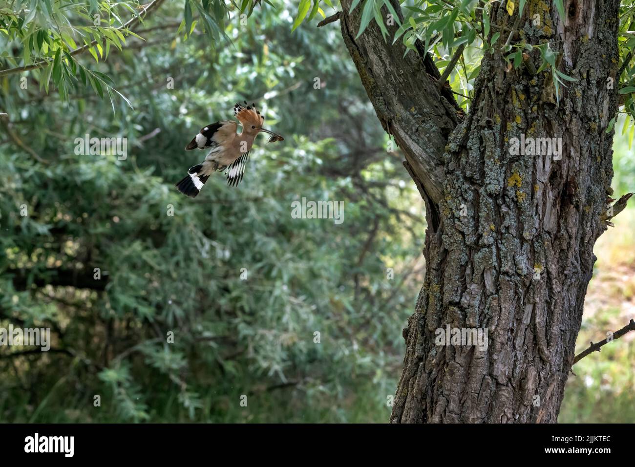 Upupa epops, Hoopoe. Romania Foto Stock