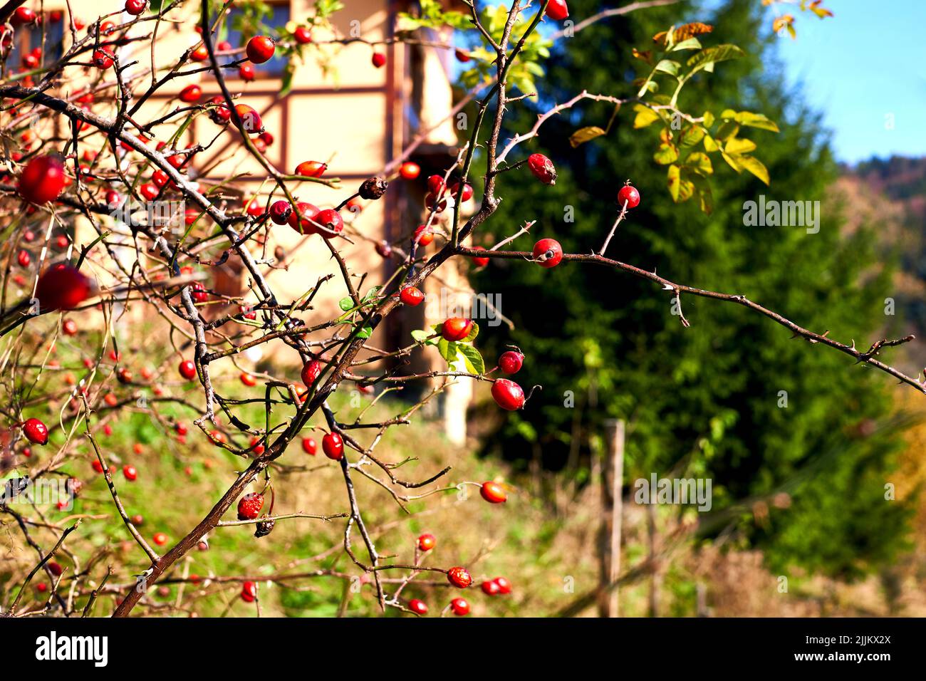 Cespuglio di roseanca con bacche sane mature che splende nel sole autunnale Foto Stock