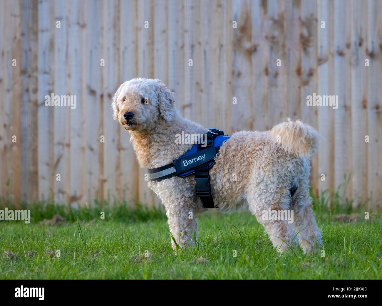 Un bel cane Labradoodle di colore beige che indossa un'imbracatura e si trova su un campo erboso con una recinzione di legno dietro Foto Stock