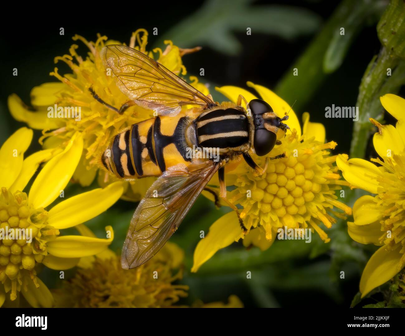 Un grazioso e completamente innocuo, giallo e nero striato hover-fly, che si alimenta da un fiore di Ragwort Foto Stock