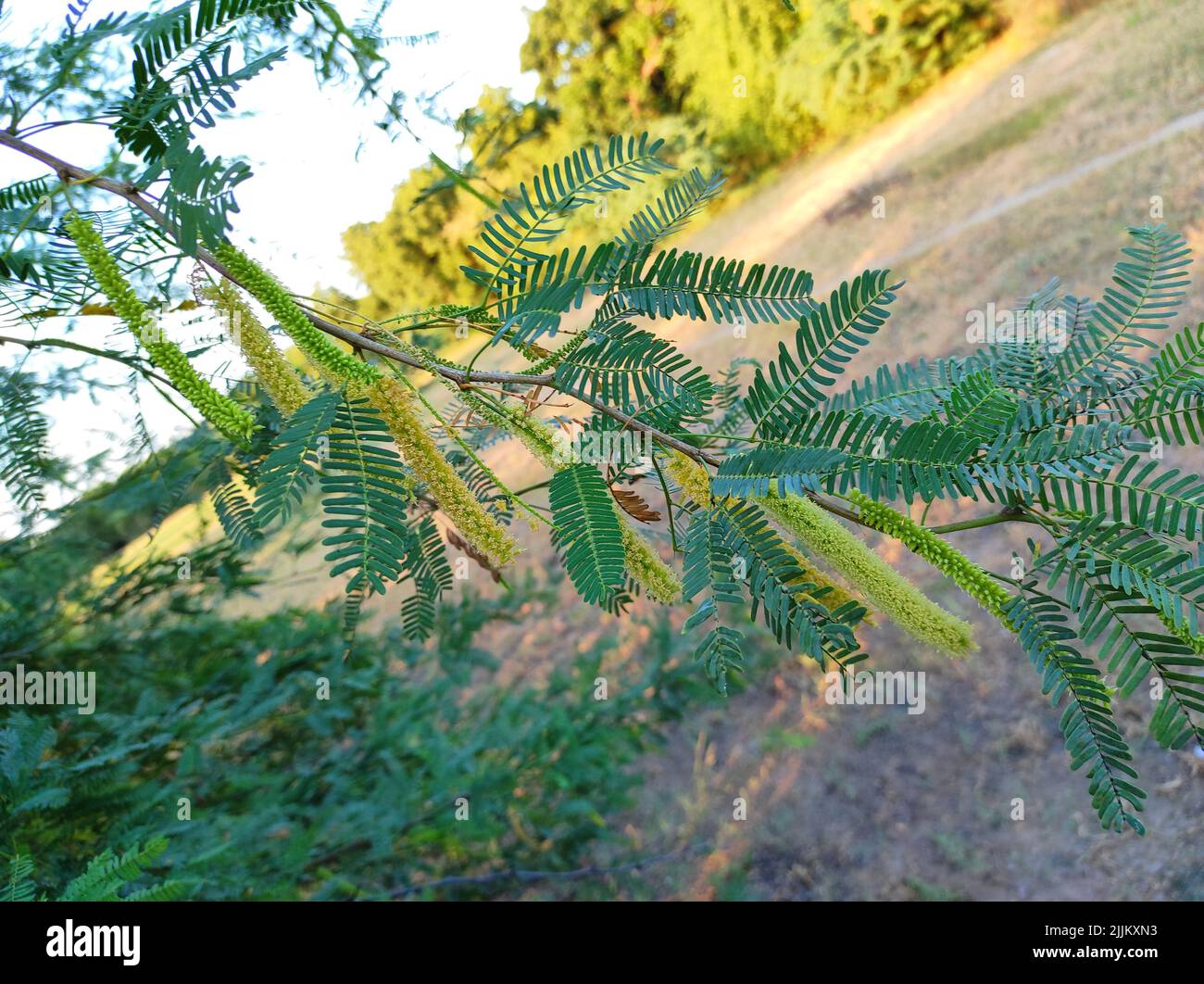 Un bel colpo di Jungli Kikar frutta e lasciare albero di fiori Foto Foto Stock
