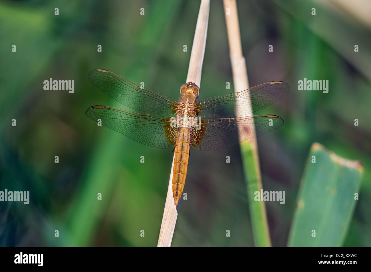 Crocothemis eritraea, Scarlet Darter. Romania Foto Stock