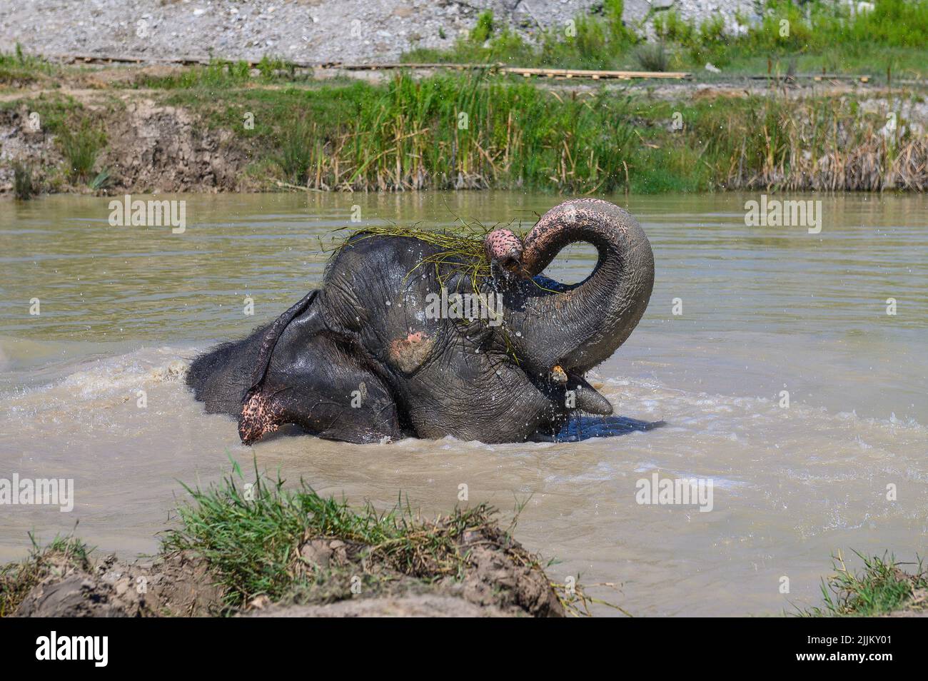 Un allegro elefante asiatico bagna in uno stagno e tiene un fascio di paglia nel suo tronco. Verticale. Primo piano. Foto Stock