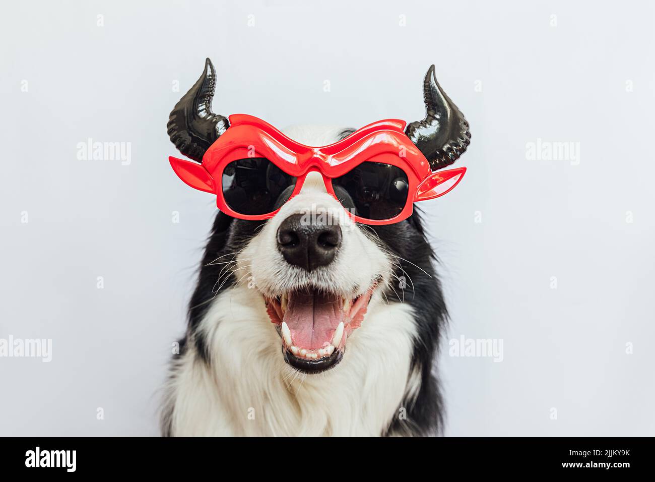 Concetto di trucco o di trattamento. Divertente cucciolo cane bordo collie vestito in Halloween Silly Satan diavolo occhiali costume paura e spooky isolato su sfondo bianco. Preparazione per la festa di Halloween Foto Stock