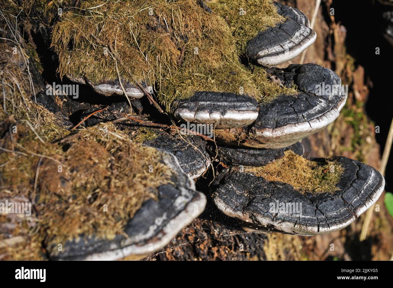 Un primo piano di un parassita di fungo di legno-decadimento Foto Stock