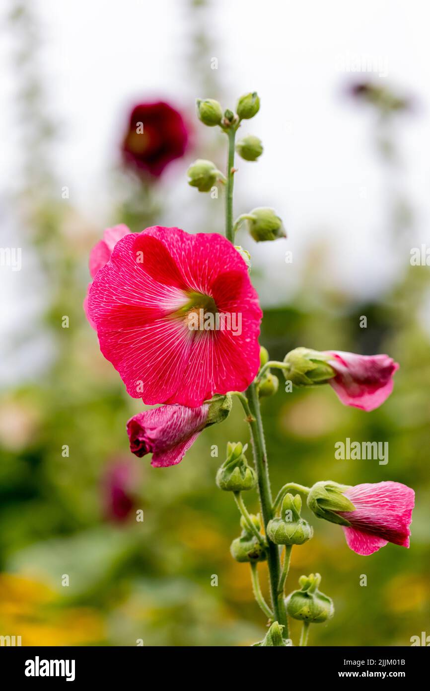 Alcea rosea, fiori di Hollyhock, verticale, Regno Unito Foto Stock
