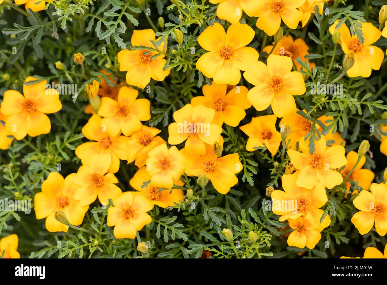 Tagetes tenuifolia, signett marigold, zafferano americano, fiori di colore giallo dorato, Regno Unito Foto Stock