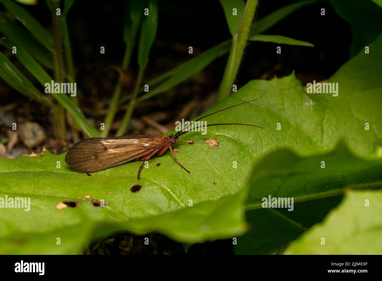Un primo colpo di Caddisfly su una foglia Foto Stock