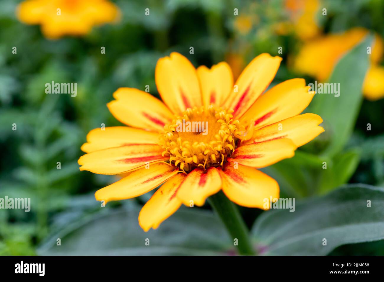 Zinnia angustifolia, Zinnia messicana, Narrowleaf arancio giallo fiore closeup in estate Regno Unito Foto Stock